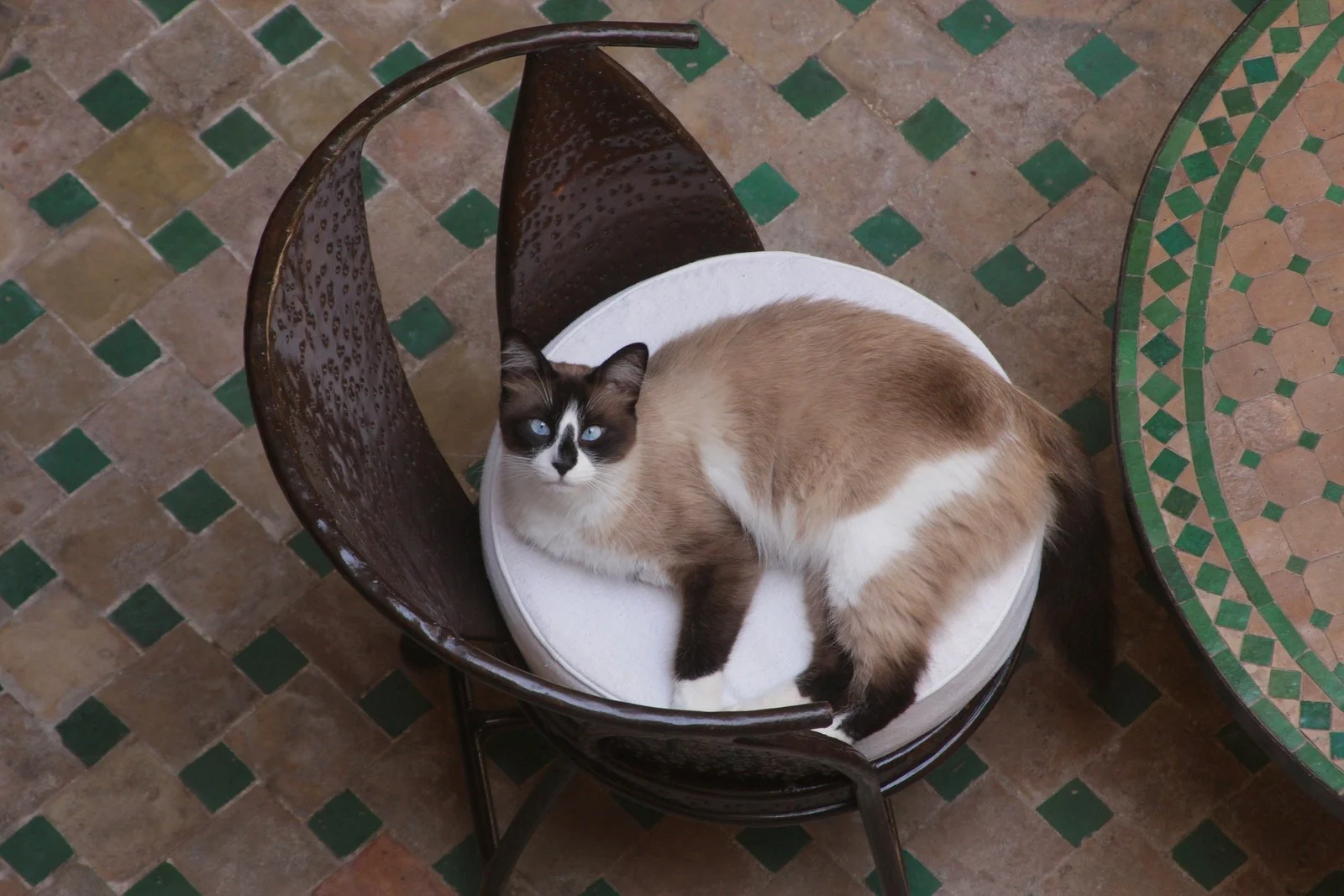 Le chat de la maison installé dans un fauteuil du patio