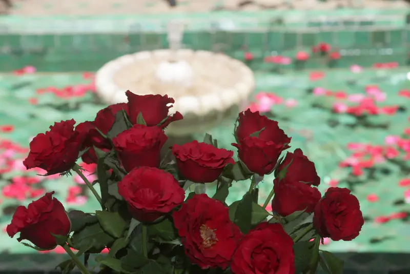 Des roses rouges devant le bassin vert du patio